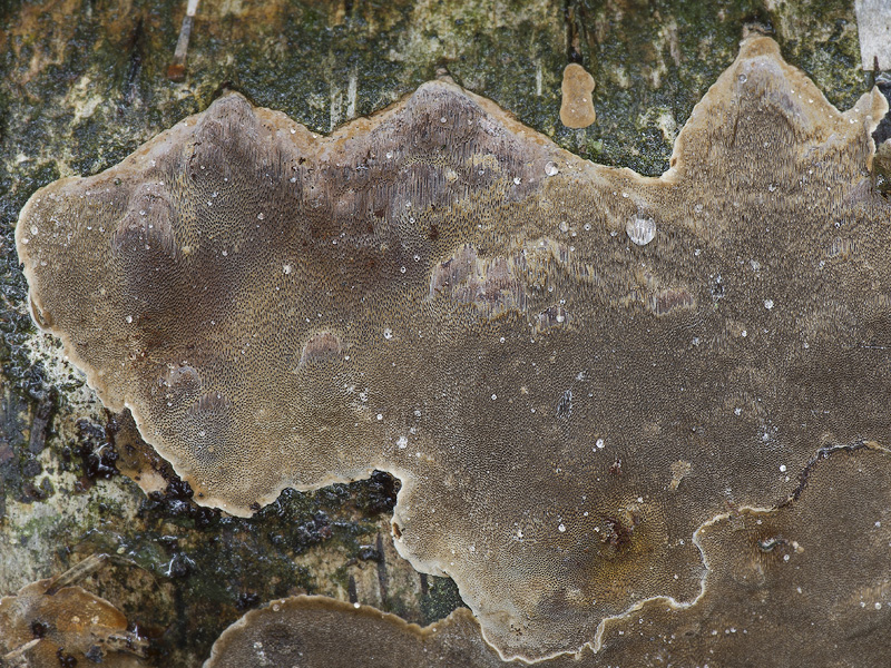 Phellinus laevigatus